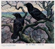 Bild: Kolkrabe Bild J.Poppen Bildquelle: Sammelalbum für Voss-Kunstbilder „Das Tierreich“, 1932 Hamburger Margarine-Werke