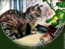 „Ay ay ay – Von Katzen lernen“ – anonym / M. Apitz Bild: Katz (Voss-Album) © noten-apitz.de Bildquelle: Sammelalbum für Voss-Kunstbilder „Das Tierreich“, 1932 Hamburger Margarine-Werke