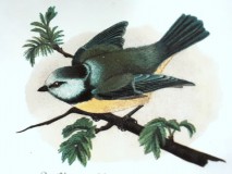 Bild: Blaumeise Lexikon © noten-apitz.de Bildquelle: Meyers Konversations-Lexikon 4.Auflage 1888 Leipzig Verlag des Bibliographischen Instituts