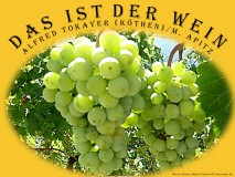 Das ist der Wein – Alfred Tokayer (Köthen) / M. Apitz; Bild: Wein b. Kloster Säben b. Klausen (Südtirol); Bildquelle: Musikverlag Apitz