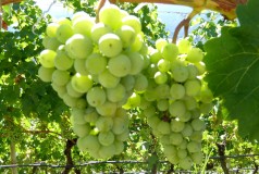 Wein b. Kloster Säben b. Klausen (Südtirol); Bildquelle: Musikverlag Apitz