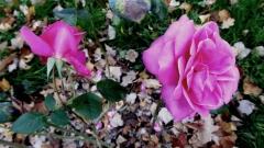 Bild: Frankfurt M. Palmengarten Rose „Lady Like“ © noten-apitz.de, Bildquelle: Musikverlag Apitz