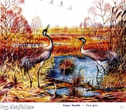 Bild: Grauer Kranich Kunstbild Aquarell Werbung von ca. 1930 Bildlegende: Grauer Kranich Foss Kunstbild © noten-apitz.de Bildquelle: Musikverlag Apitz