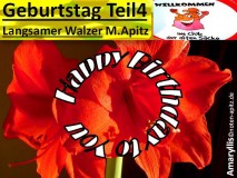 Geburtstag Teil 4, Langsaamer Walzer, M. Apitz (Manfred Apitz); Amaryllis Sparte: 20. +21. Jh. Konzert