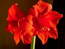 Amaryllis ©noten-apitz.de; Bildquelle: Musikverlag Apitz