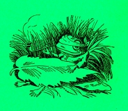 Die beiden Enten und der Frosch v. W. Busch © noten-apitz.de Bildquelle: Wilhelm Busch-Album v. Dr. Anneliese Kocialek u. Armin Wohlgemuth, Der Kinderbuchverlag Berlin, Karl-Marx-Werk Pößnitz DDR 3. Auflage (vor 1961)