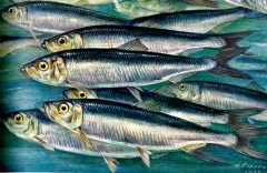 Sammelalbum für Voss-Kunstbilder „Das Tierreich“, 1932 Hamburger Margarine-Werke