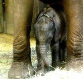 Bild: Zoo Halle Elefant Baby Elani, Bildquelle: Musikverlag Apitz