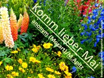 Komm lieber Mai, anonym (Mozart) / M. Apitz; Botanischer Garten Wuppertal: Lupinen… Sparte: Deutschland Volkslied