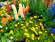 Botanischer Garten Wuppertal: Lupinen… ©noten-apitz.de; Bildquelle: Musikverlag Apitz