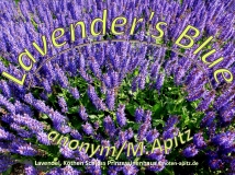 Lavender’s Blue, anonym / M. Apitz; Lavendel, Köthen Schloss Prinzessinenhaus Sparte: Amerika Volkslied