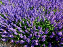 Lavendel, Köthen Schloss Prinzessinenhaus ©noten-apitz.de; Bildquelle: Musikverlag Apitz