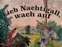 Lieb Nachtigall, wach auf  – anonym / Manfred Apitz Bild: Voss-Kunstbild Nachtigall Bildquelle: Sammelalbum für Voss-Kunstbilder Das Tierreich 1932