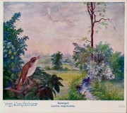 Bild: Voss-Kunstbild Nachtigall Bildquelle: Sammelalbum für Voss-Kunstbilder Das Tierreich 1932