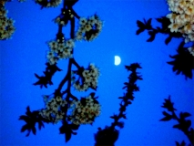 Kirschblüte im Mondschein ©noten-apitz.de; Bildquelle: Musikverlag Apitz