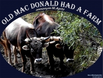 Old Mac Donald Had A Farm anonym/M.Apitz Peru Ollantaytambo Stiere Feldarbeit Bildquelle: Musikverlag Apitz