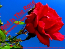 Red Is The Rose, anonym / M. Apitz (Manfred Apitz); Köthen, Gartensparte Obstmustergarten Sparte: Irland Volkslied