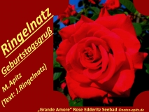 Ringelnatz Geburtstagsgruß, M. Apitz, Text: J. Ringelnatz; „Grand Amore“ Rose, Edderitz Seebad Sparte: Konzert 20./21. Jh.