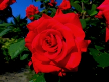 Rose, Edderitz Seebad © noten-apitz.de; Bildquelle: Musikverlag Apitz