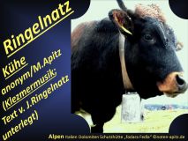 Ringelnatz-Kühe, anonym / M. Apitz, Text: J. Ringelnatz; Alpen Italien Dolomiten Schutzhütte fodara Fedla Sparte: jiddisch Volkslied