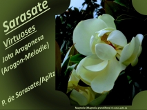 Sarasate Virtuoses Jota Aragonesa Bild: Magnolie (Magnolia grandiflora) Bildlegende: Bildquelle: Musikverlag Apitz