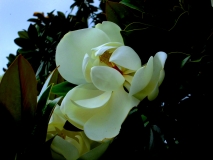 Bild: Magnolie (Magnolia grandiflora) Bildlegende: Bildquelle: Musikverlag Apitz