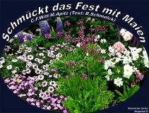 Schmückt das Fest mit Maien Liedsatz C.F.Witt/M.Apitz, T.: B.Schmolck Bild: Botanischer Garten Wuppertal Lupinen…  Bildquelle: Musikverlag Apitz