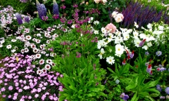 Botanischer Garten Wuppertal Lupinen…  Bildquelle: Musikverlag Apitz