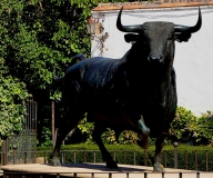 Spanien Ronda Stier © noten-apitz.de; Bildquelle: Rainer Warpakowski (Köthen)