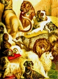 Schäferhund, Spitz ©noten-apitz.de; Bildquelle: Meyers Konversations-Lexikon 4.Auflage 1888 Leipzig Verlag des Bibliographischen Instituts