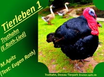Tierleben 1 Truthahn (E. Roth-Lied) 5 Schwanensang – Eugen Roth-Lieder; Manfred Apitz (Text: Eugen Roth); Truthahn, Dessau Sparte: 20.+21. Jh. Konzert