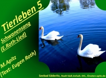 Tierleben 5 Schwanensang (E. Roth-Lied) – Eugen Roth-Lieder; Manfred Apitz (Text: Eugen Roth); Seebad Edderitz, Stadt Südliches Anhalt, Deutschland) Sparte: 20.+21. Jh. Konzert