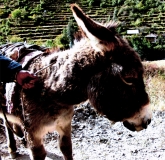 Peru Ollantaytambo, Esel – Arbeitstier ©noten-apitz.de; Bildquelle: Musikverlag Apitz