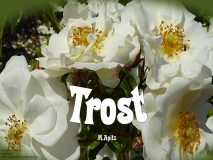 Trost – M. Apitz Bild: Edderitz bei Köthen Bad Rose „Diamant“ © noten-apitz.de Bildquelle: Musikverlag Apitz