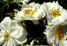 Bild: Edderitz bei Köthen Bad Rose „Diamant“ © noten-apitz.de Bildquelle: Musikverlag Apitz