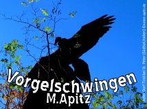 Vogelschwingen M. Apitz Bildlegende: Adler Dorf Tirol bei St. Peter (Südtirol, Italien) Sparte: Konzert 20./21. Jh.