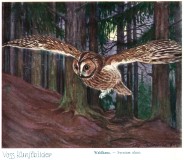 Bild: Waldkauz © noten-apitz.de; Bildquelle: Voss-Kunstbild (Serie)