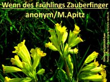 Wenn des Frühlings Zauberfinger, anonym / M. Apitz (Manfred Apitz); Botanischer Garten Leipzig Sparte: Deutschland Volkslied