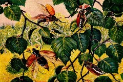Botanischer Garten Wuppertal Lupinen… Bildquelle: Musikverlag Apitz