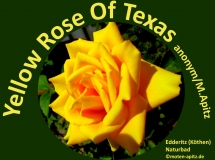 Yellow Rose Of Texas, anonym / M. Apitz (Manfred Apitz); Edderitz (Köthen) Naturbad Sparte: Amerika Volkslied
