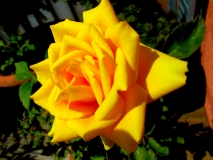 Rose Edderitz (Köthen) Naturbad ©noten-apitz.de; Bildquelle: Musikverlag Apitz